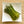 Load image into Gallery viewer, Asparagus (One Pound)